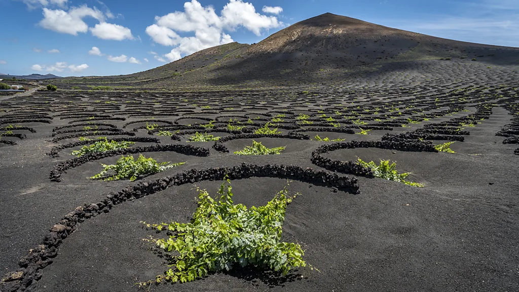 Hoyos alebo kónické dutiny majú jedinečnú schopnosť zachytávať vlhkosť pre vinič (Kredit: Turismo Lanzarote)
